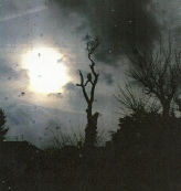 Townscape Tree surgery works